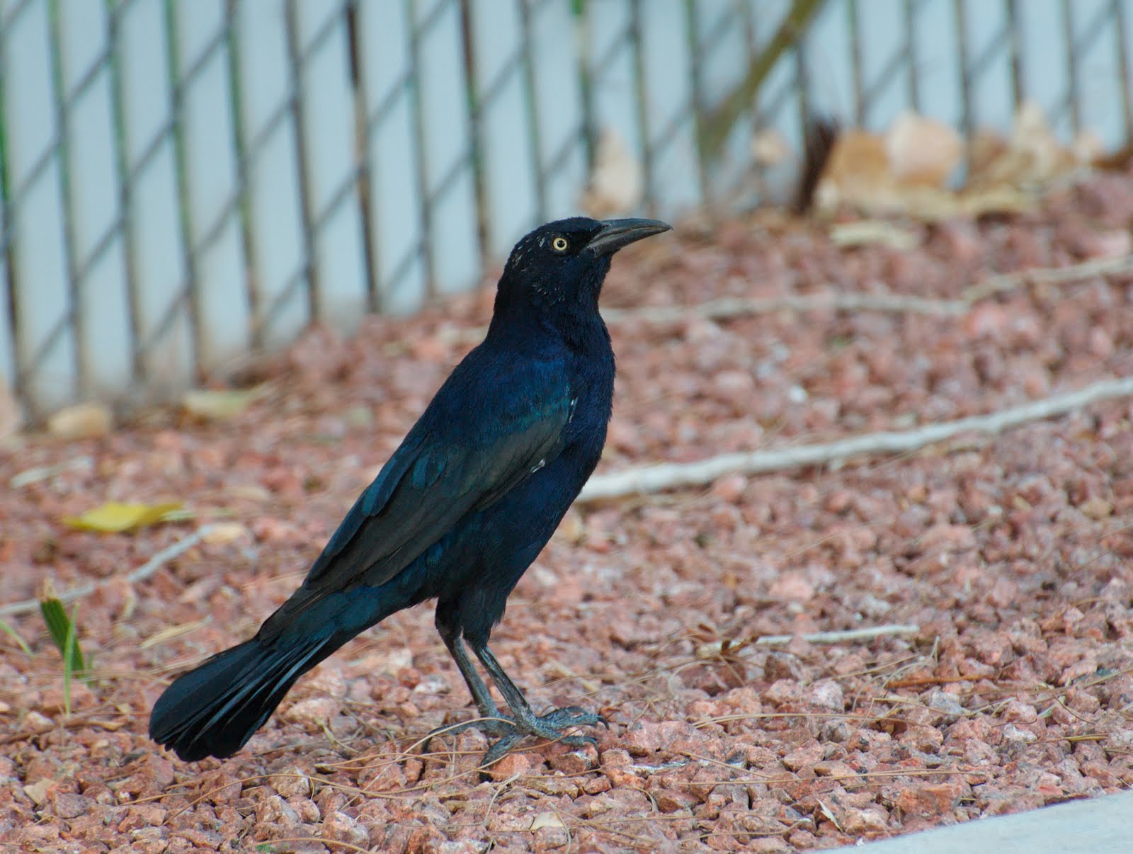 NW Bird Blog Greattailed Grackle